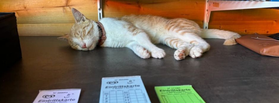 Kleine Katze wird zum Star auf Mainzer Minigolfbahn