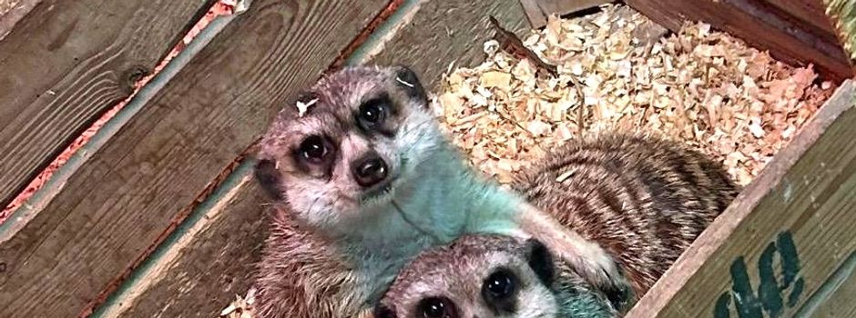 Neue Attraktion im Bergwildpark Meißner: Erdmännchen beziehen neues Zuhause