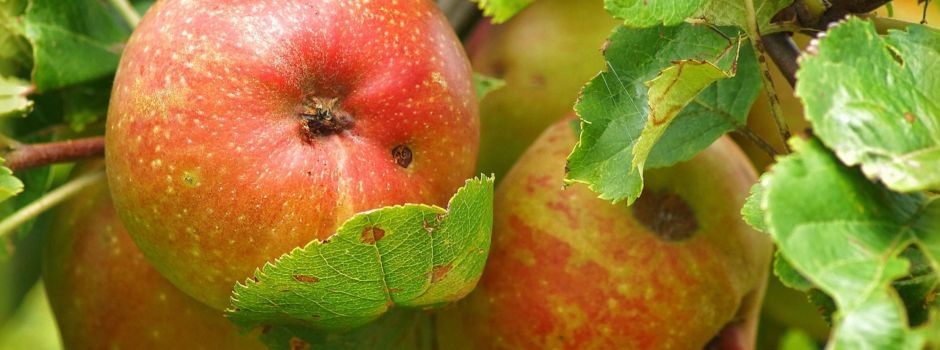 Aktion „Gelbes Band“ - Fahrenbach macht mit! Bänder im Rathaus erhältlich