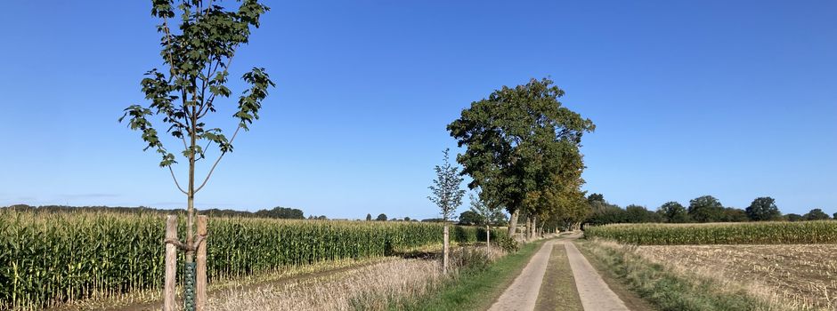 Schillsdorf pflanzt Zukunft: Baumpatenschaften gesucht
