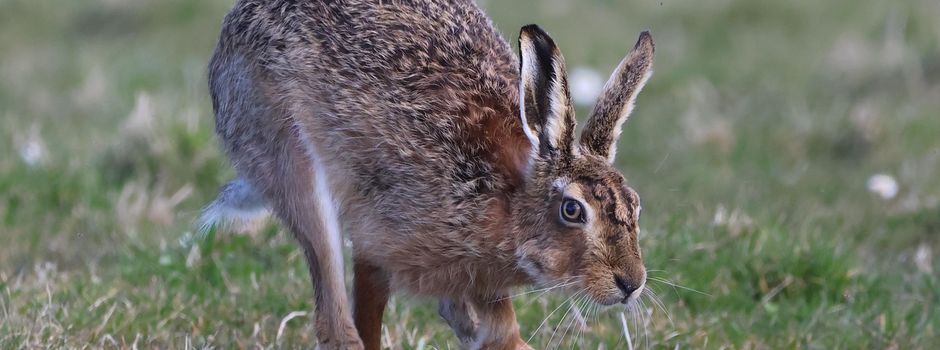 Freie (Auto-)Bahn für Hase und Igel