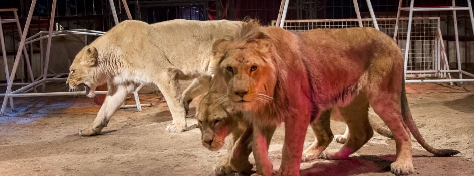 Umstrittener Zirkus tritt in Wiesbaden auf