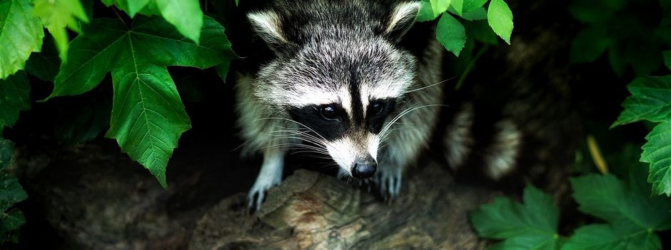 Waschbär wird zum Problemtier