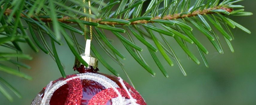 Christbaum für den Römerplatz gesucht