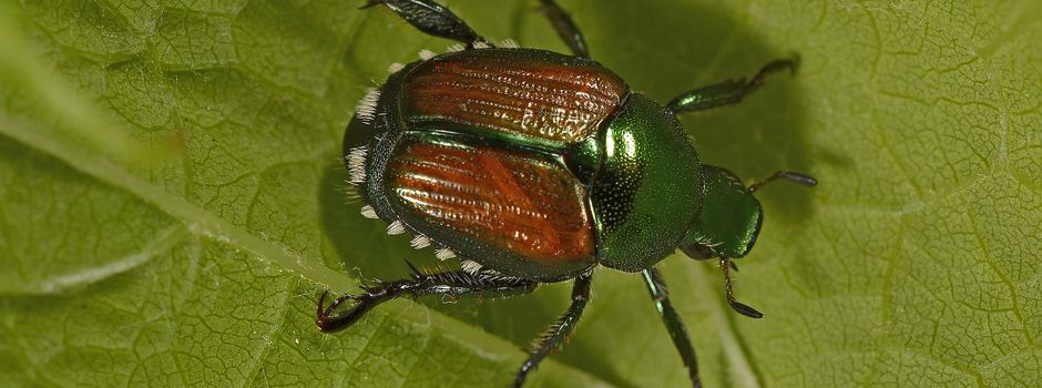 Japankäfer-Alarm: Strenge Regeln für Mainz und Bodenheim