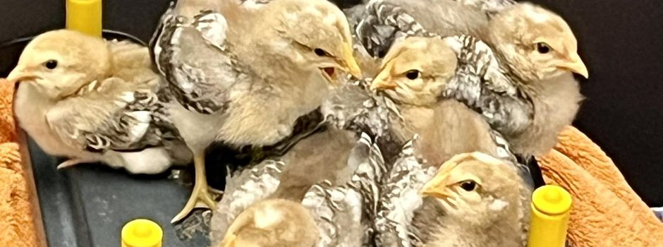 Sechs Küken im Park ausgesetzt: Mainzer Tierheim-Mitarbeiter entsetzt