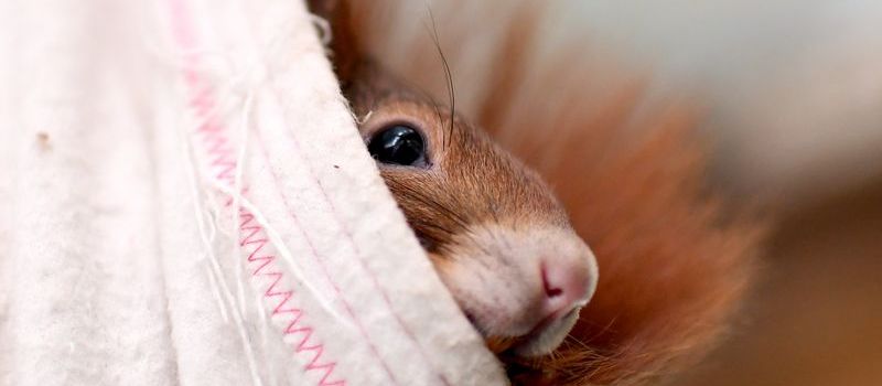 Zoo Neuwied schließt Auffangstation für Wildtiere