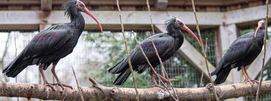 Waldrapp im Wildpark