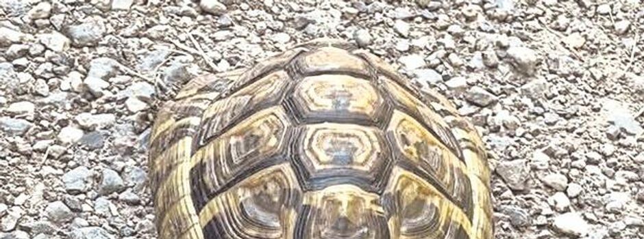Schildkröte Marla nach elf Monaten wieder da