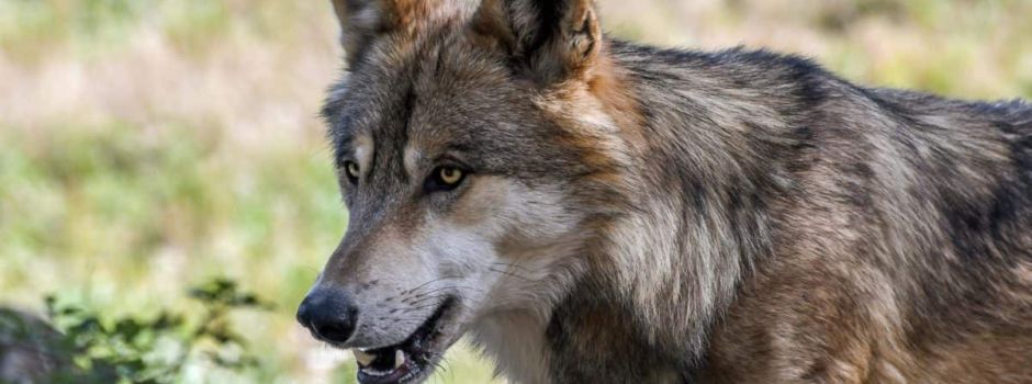 Wolfsübergriff auf zwei Schafe im Taunus