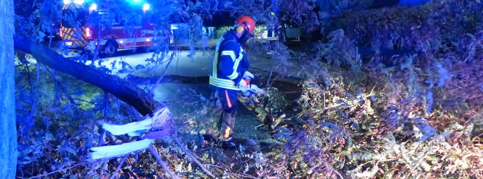 Sturmschaden im Pöppelkamp – Akazienkrone droht herabzustürzen