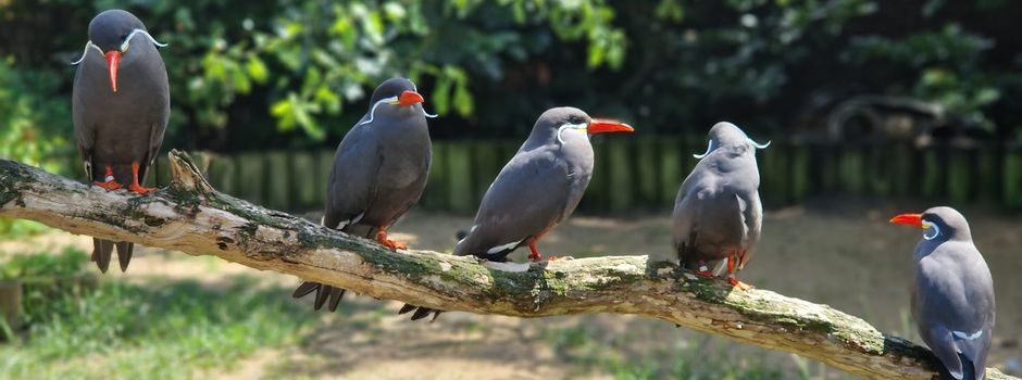 Kein weiterer Seuchenverdacht im Weltvogelpark Walsrode