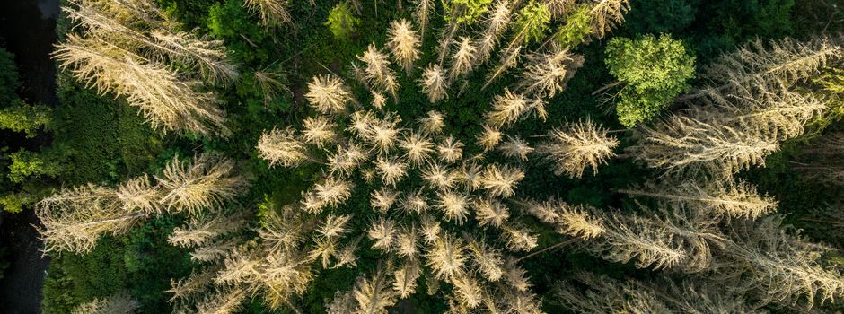 Information aus dem Stadtwald