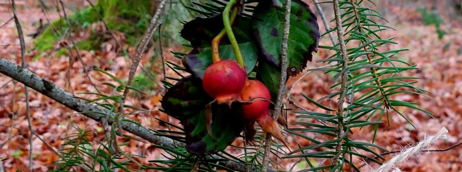 Ein Weihnachtsbaum für Naturfreunde 🍂