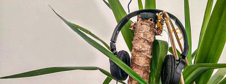 Playlist der Redaktion – unsere Musik-Lieblinge auf Spotify