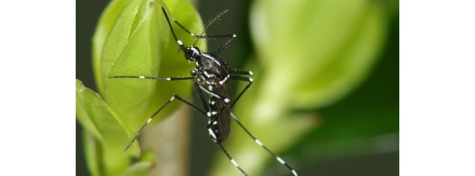 Asiatische Tigermücke: Maßnahmen zur Bekämpfung starten