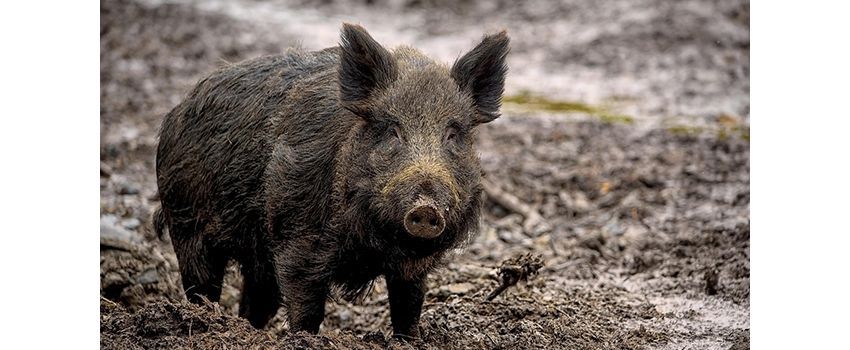 Afrikanische Schweinepest: Mehr Bewegungsfreiheit am Rhein