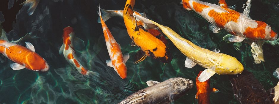 Diebe auf „Fischzug“: Koi-Karpfen weg