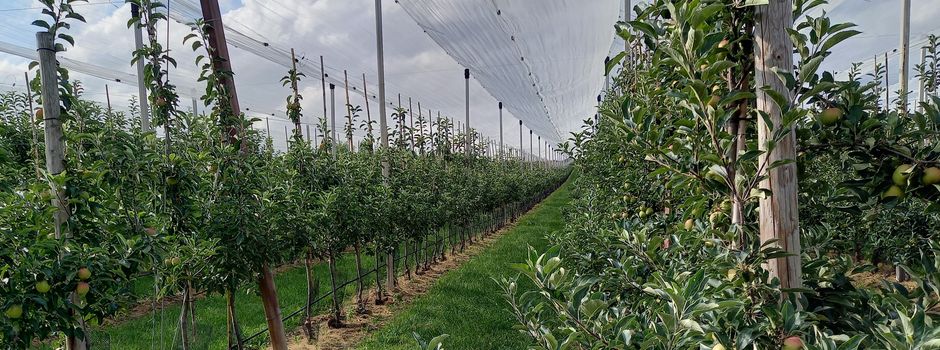 Regenwetter: Ernteausfälle für Mainzer Bauern?