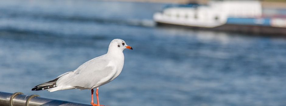Vogelgrippe bei Möwen in Mainz nachgewiesen
