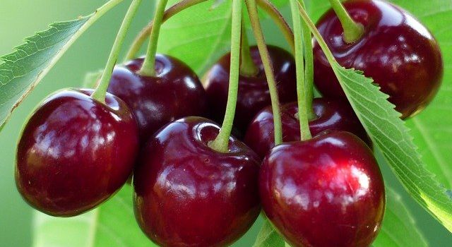 5 Orte, an denen ihr leckere Kirschen und Himbeeren pflücken könnt