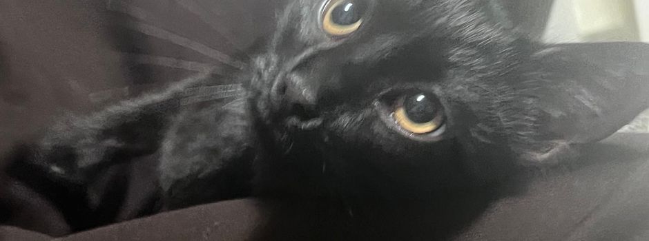 Junge schwarze Katze in Welle in der Moorstraße zugelaufen