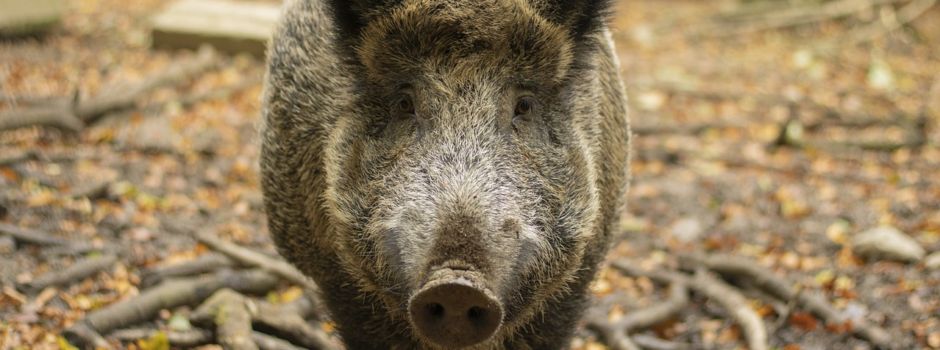 Erst Wildschweine, dann Bänderriss: Frau erlebt Wald-Albtraum