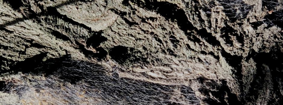 Erneuter Fund von Gespinsten – diesmal vom Eichenprozessionsspinner