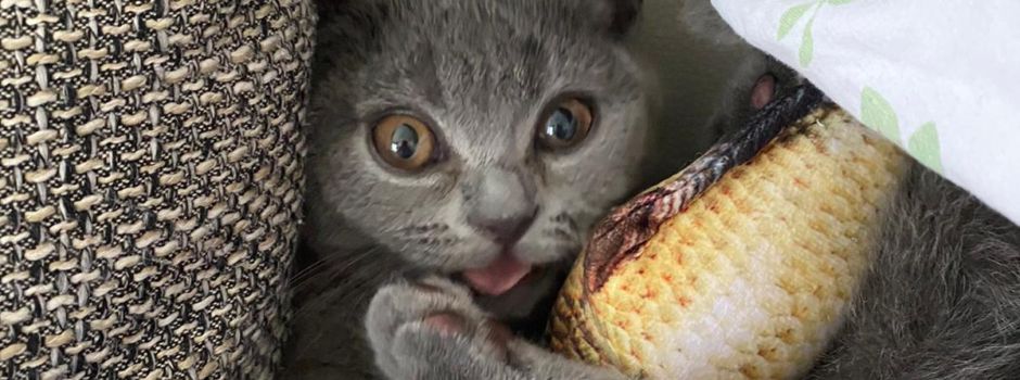 Weltkatzentag: Das sind die schönsten Tiere aus Wiesbaden