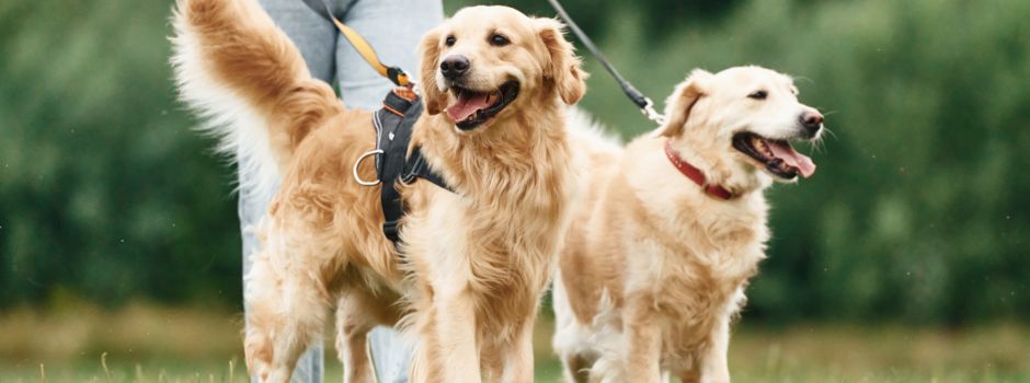Hunde anleinen: Rücksicht nehmen auf junge Wildtiere