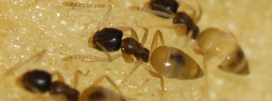 Verbandsgemeinde Monsheim leidet unter Ameisenplage