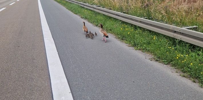 Nilgansfamilie sorgt für Vollsperrung der A60