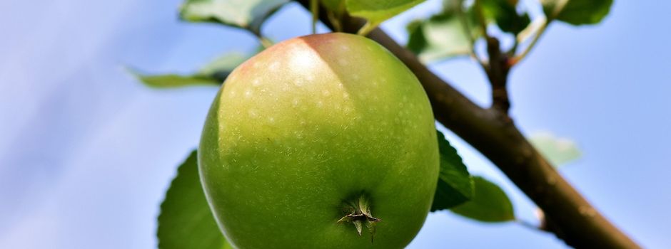 Baumschnittkurs auf Hahnheimer Streuobstwiese 