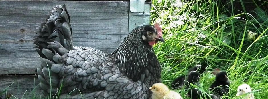 Geflügelpest im Landkreis Potsdam-Mittelmark