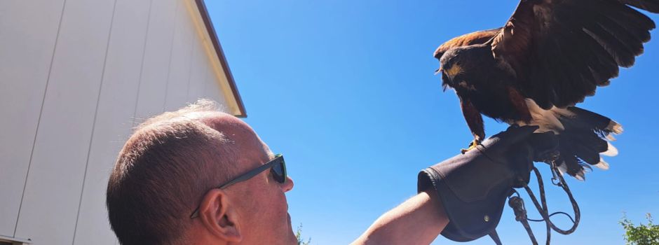 Krähenproblem: Werden jetzt Falken in Mainz eingesetzt?