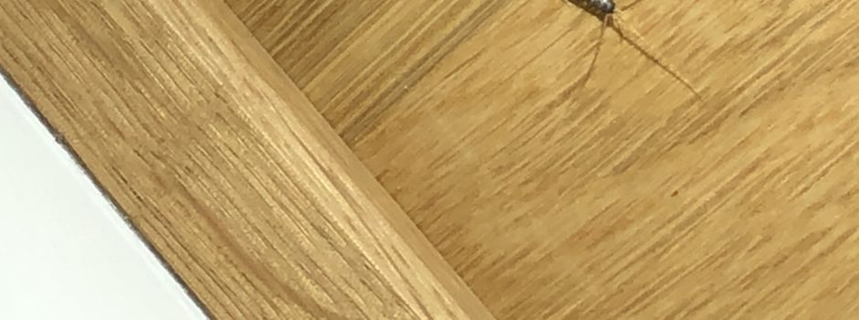 Immer mehr Papierfischchen: Welche Schäden können sie anrichten?