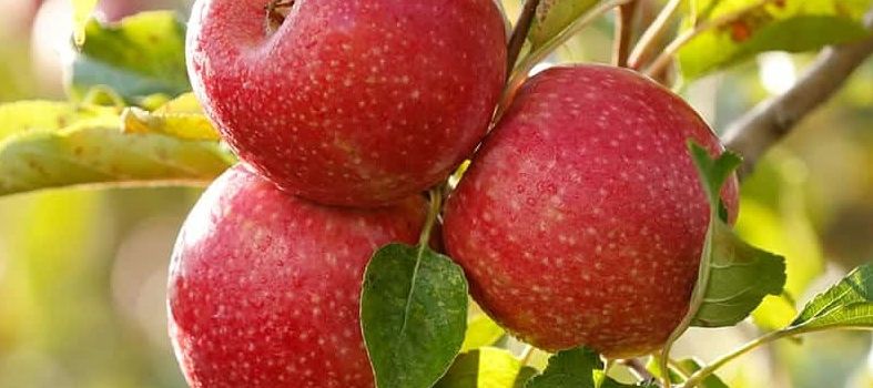 Notizen aus dem Rathaus (41-52/2024)