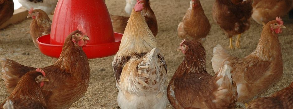 Vogelgrippe: Stallpflicht im Saarland