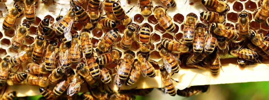 🍯 Honig – mehr als nur süß! 🐝