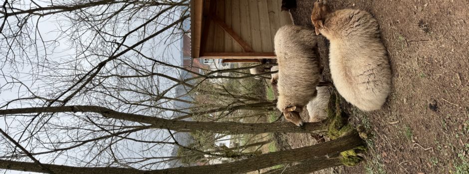 Richtfest für Schafunterstände