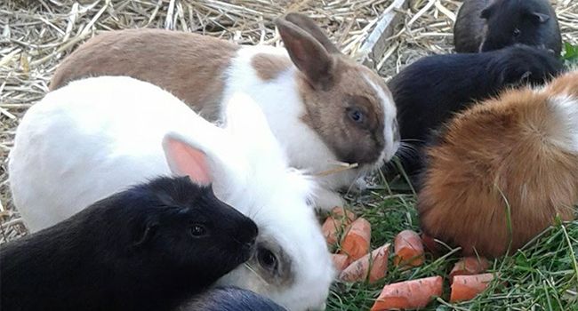Tierische Ferienfreuden im Tiergarten Oppenheim