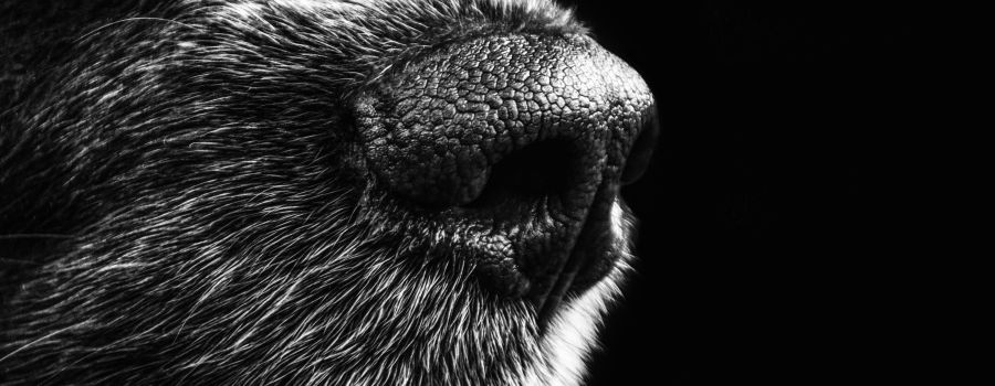 Hund getreten und beschimpft: Polizei sucht Mann in Wiesbaden