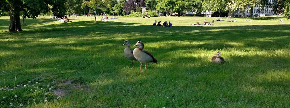 Nilgänse in Mainz: Stadt sieht aktuell keinen Handlungsbedarf