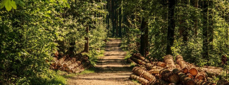 Waldwege für öffentlichen Verkehr gesperrt