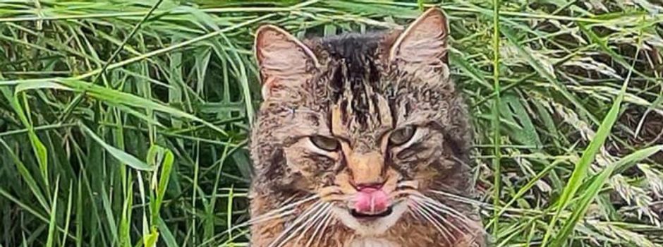 Update: Kater Willi wieder Zuhause