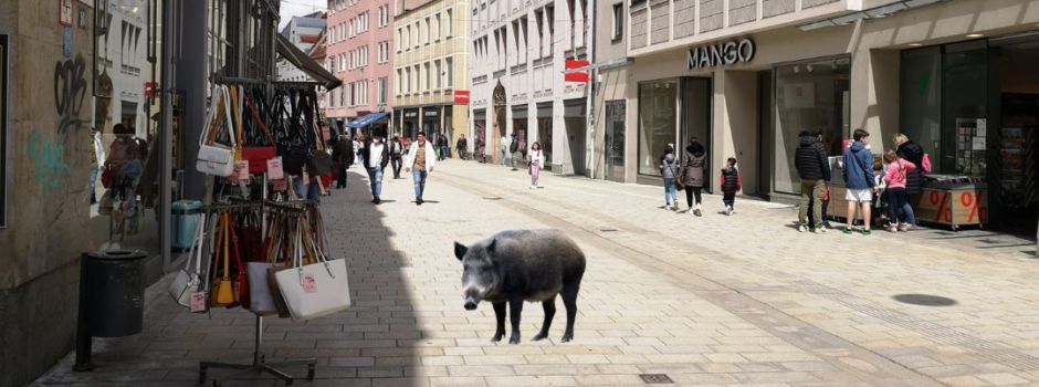 Löwe (?) in der Annastraße gesichtet: Die Jodel der Woche aus Augsburg