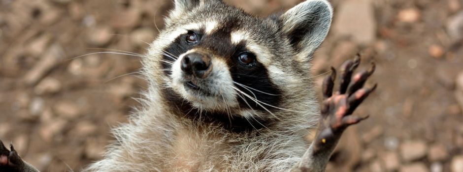Waschbär spielt Weihnachtsmann und bricht in Haus ein