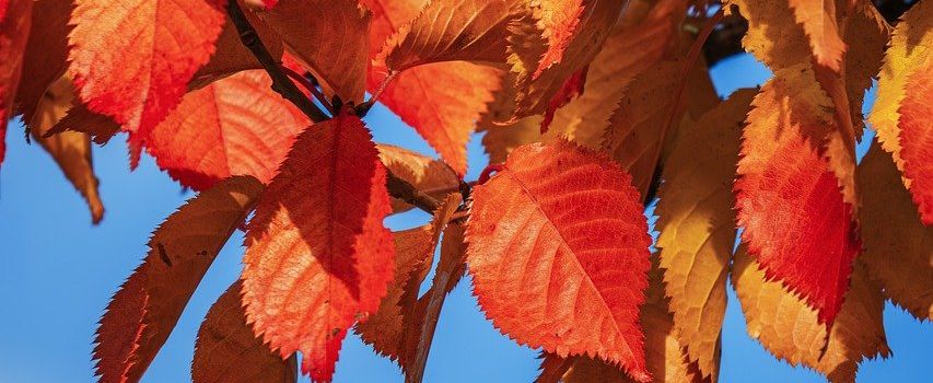 Brunnenplatz und Beetpflege 25.10.25!