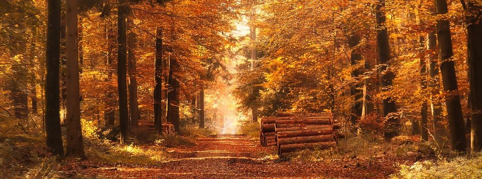 Herbstwanderung🍂🐿️✨