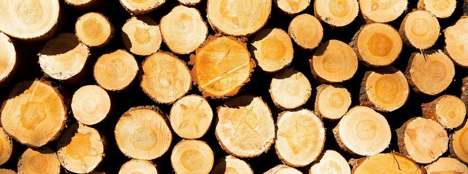 Kamin- und Holzofen-Besitzer aufgepasst: Hier darf gratis gefällt werden
